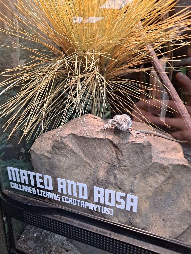 Collared Lizard (11/14/24)