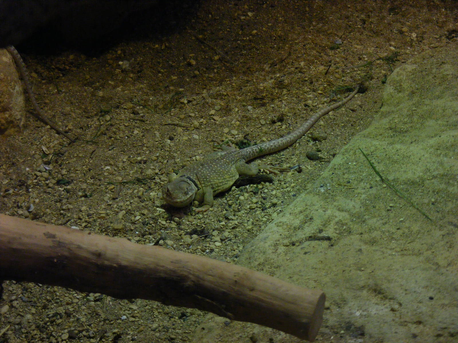 Collared lizard at Bristol Zoo, 1 August 2010