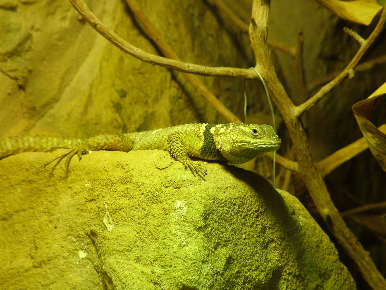Collared Lizard at Chester 06/12/09