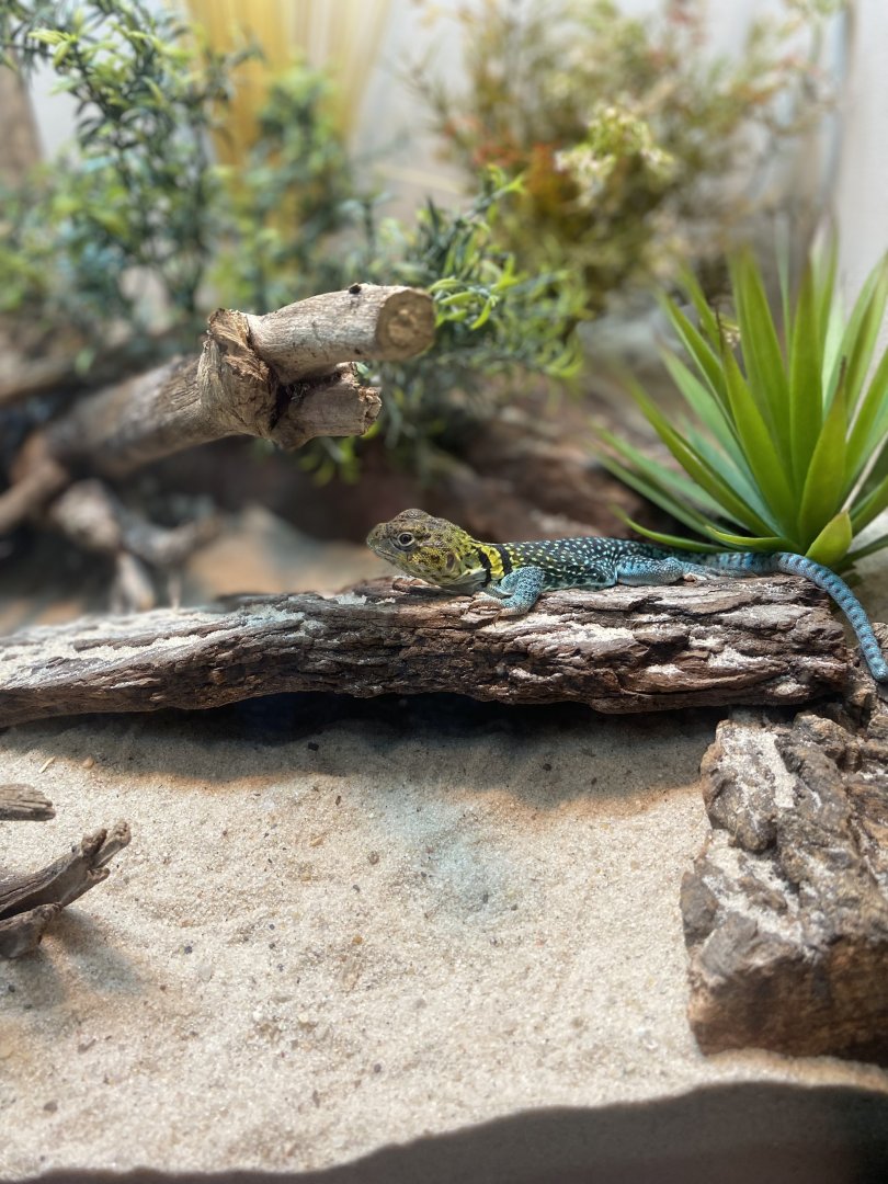 Collared Lizard - Bronx Zoo
