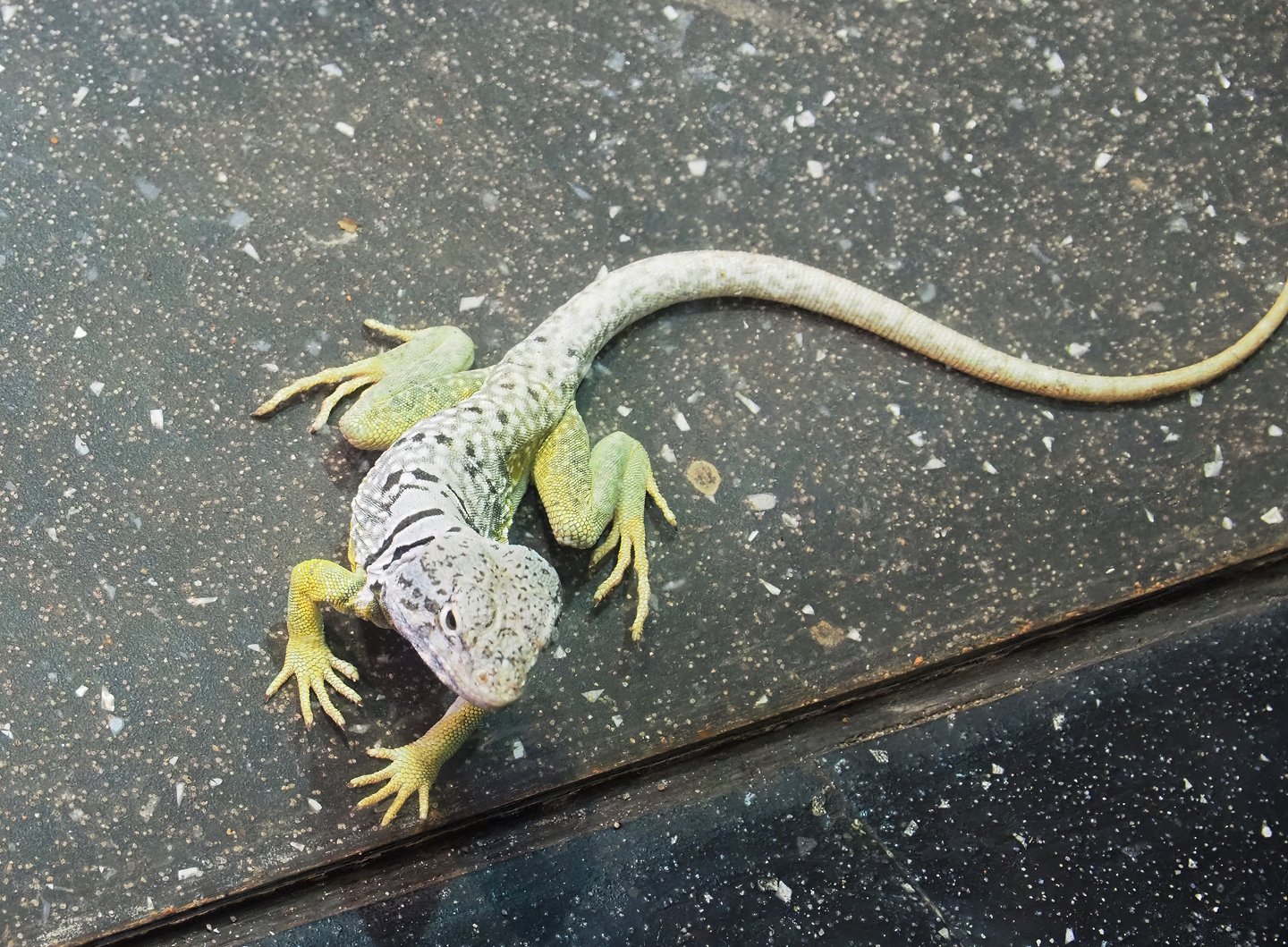 Collared lizard (Crotaphytus collaris), 2023-09-24