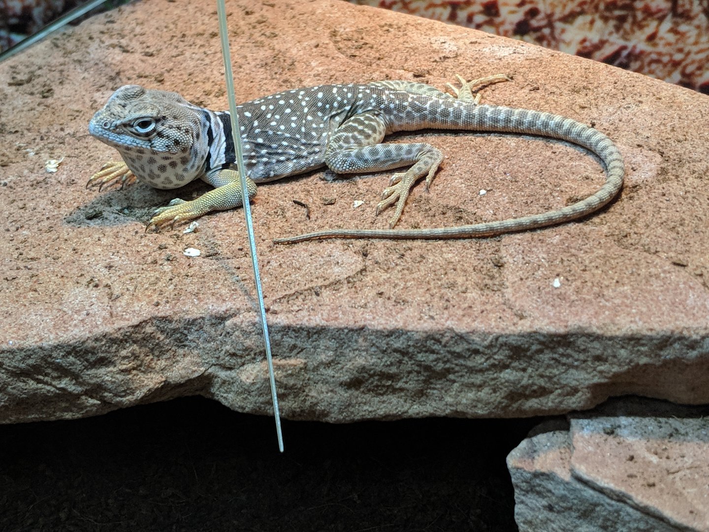 Collared lizard (Crotaphytus collaris)