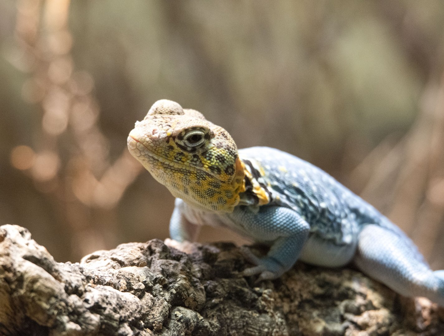 Collared lizard (Crotaphytus collaris)