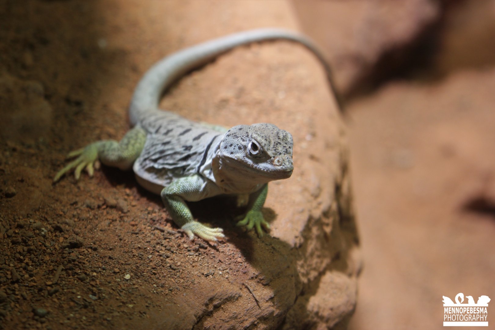Collared lizard (Crotaphytus collaris)