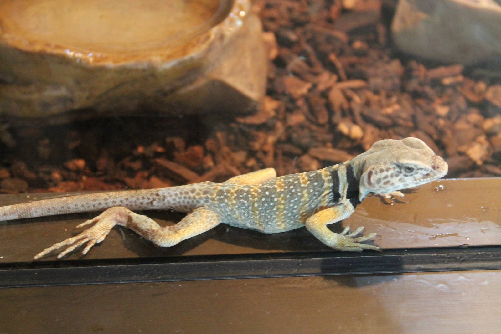 collared lizard (Crotophytus collaris)