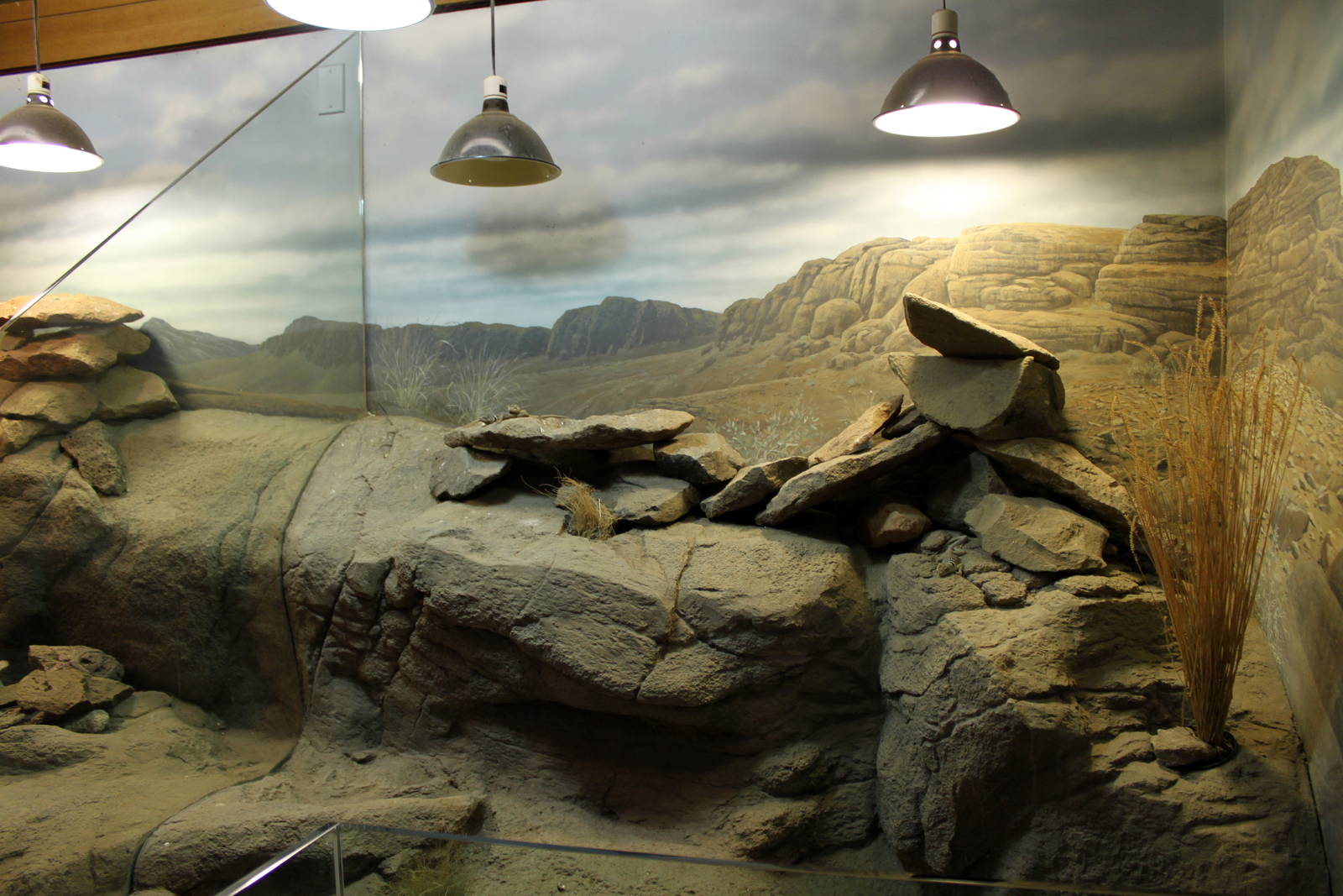 Collared Lizard Exhibit