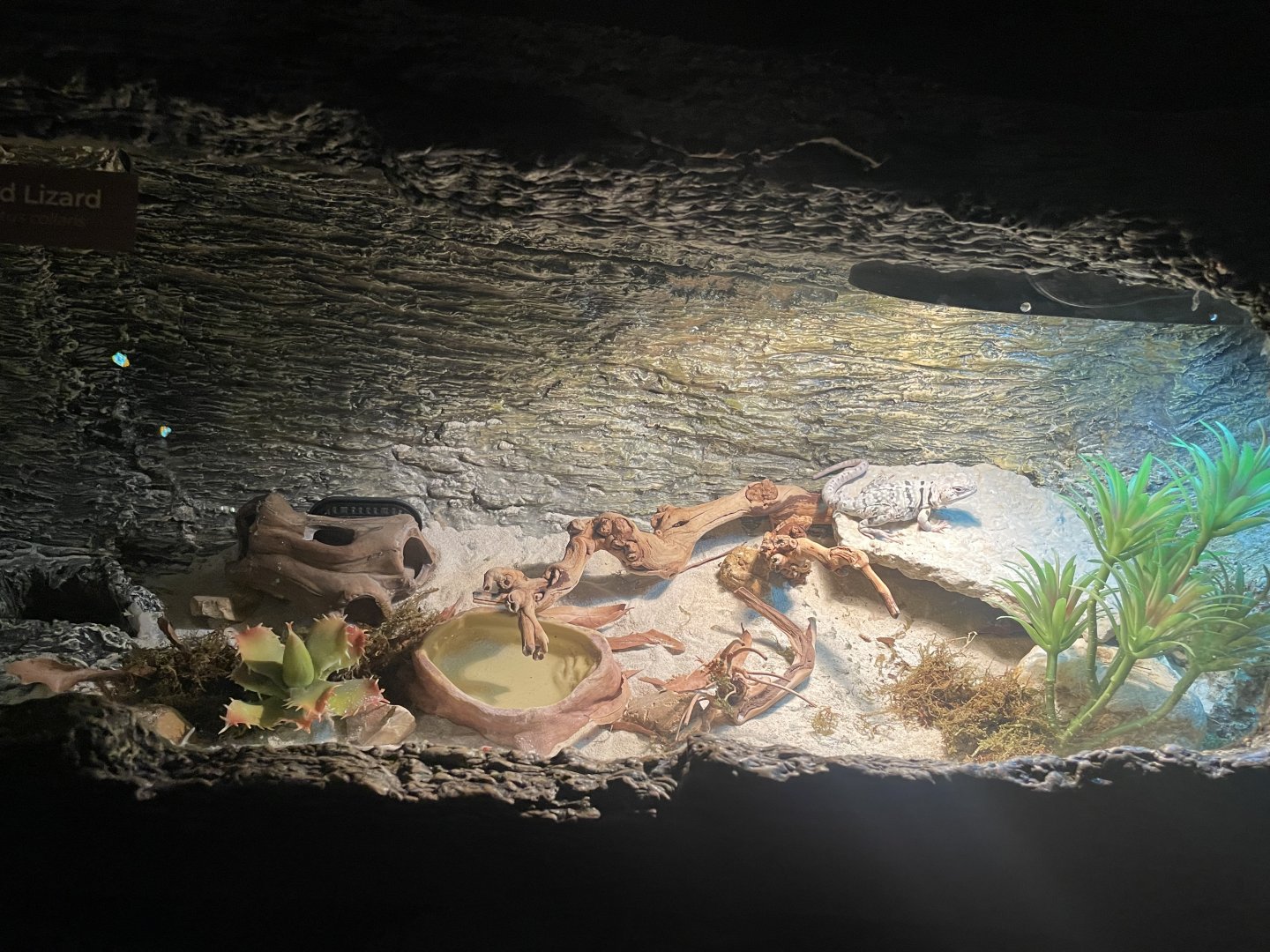 Collared Lizard Exhibit