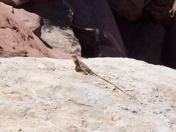 Collared Lizard (I am pretty sure)