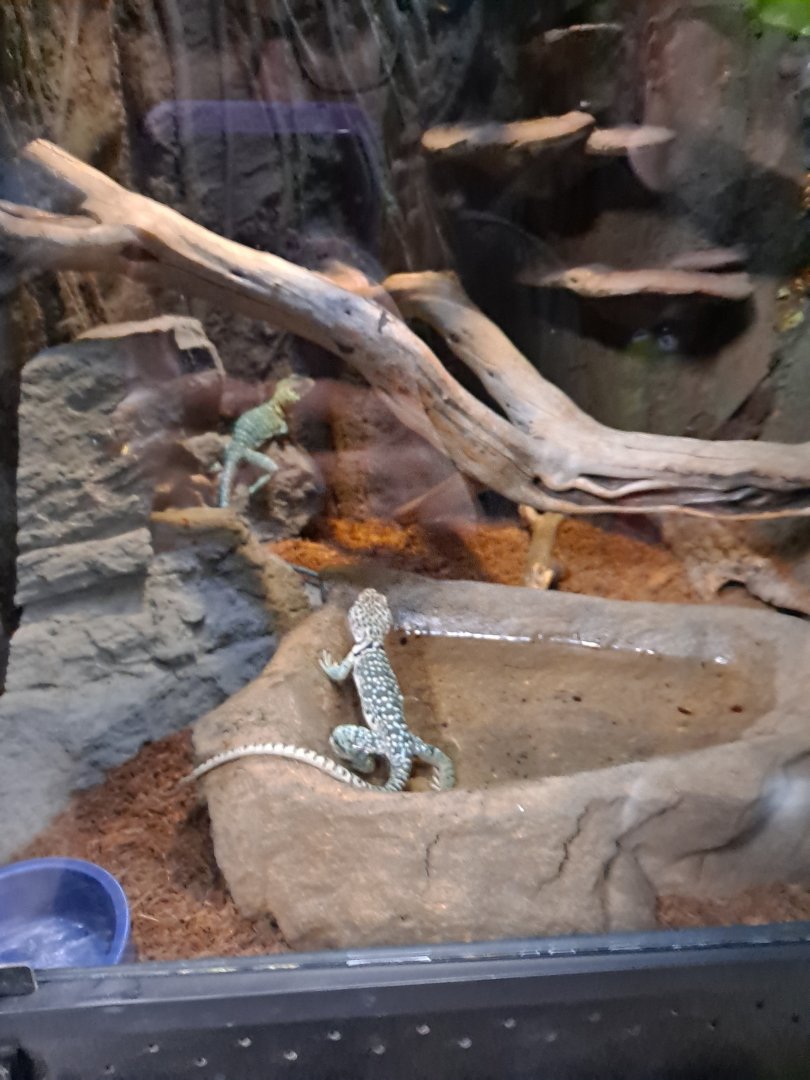 Collared Lizard (Mateo and Rosa) Exhibit (4/19/25)