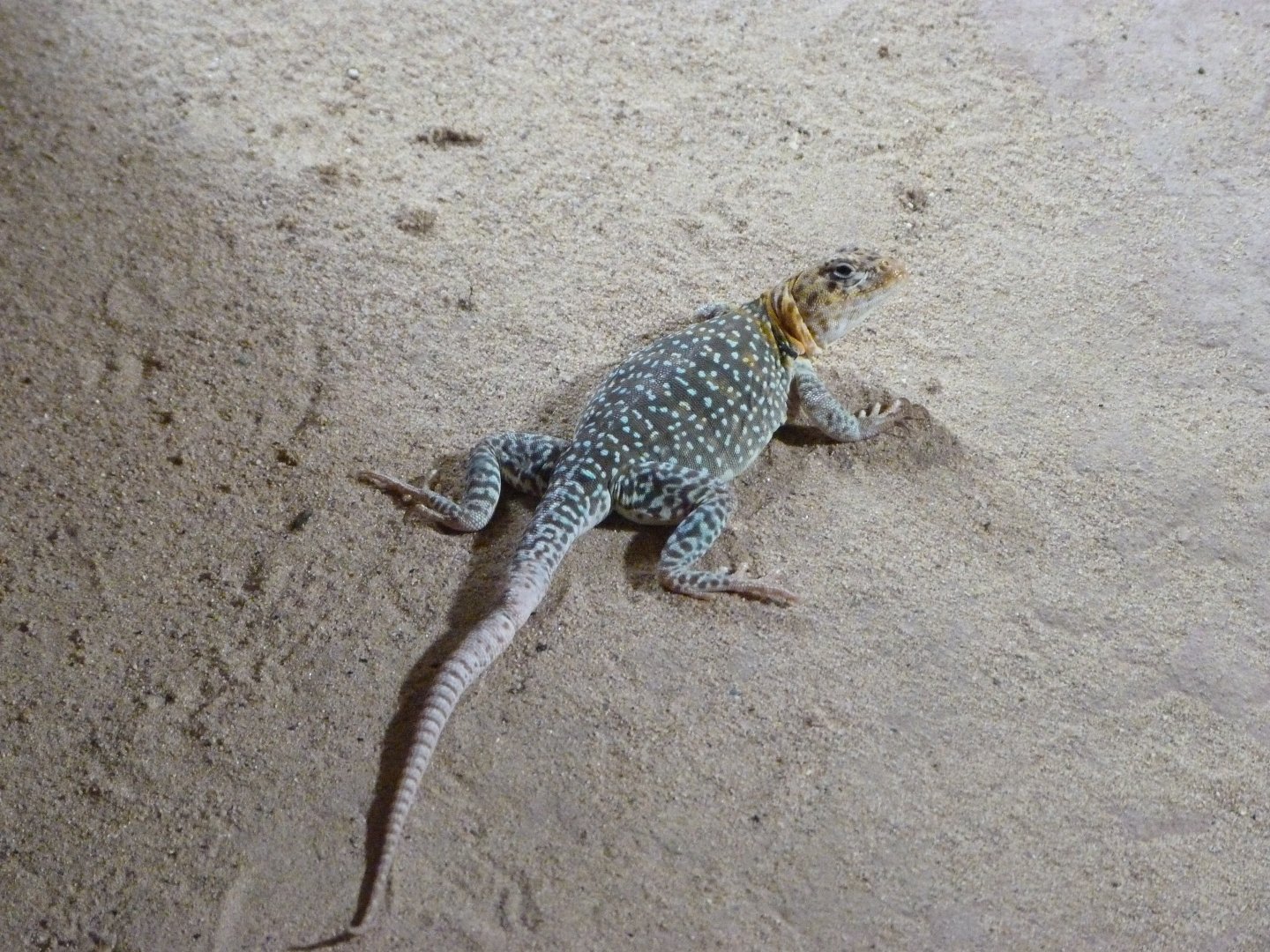 Collared lizard -Zoo Praha (2025)