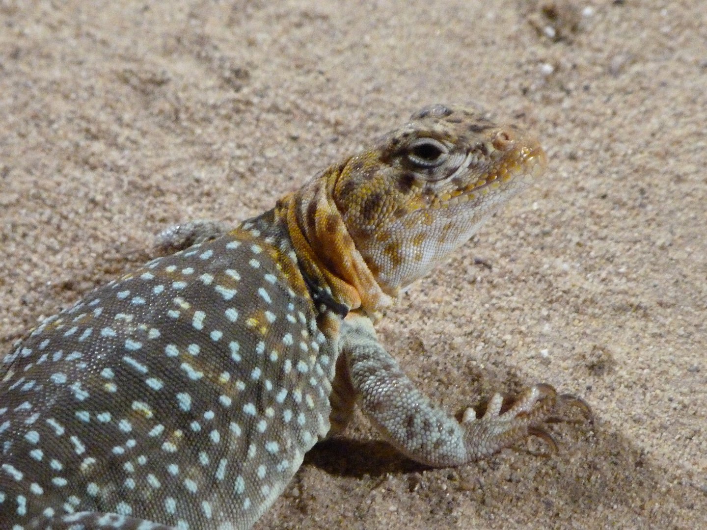 Collared lizard -Zoo Praha (2025)