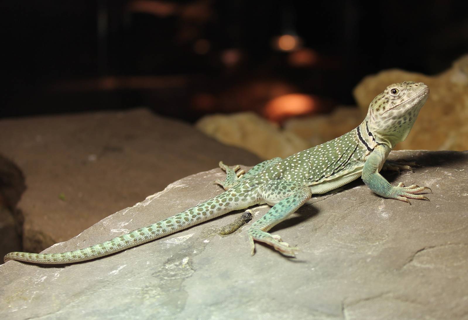 Collared lizard