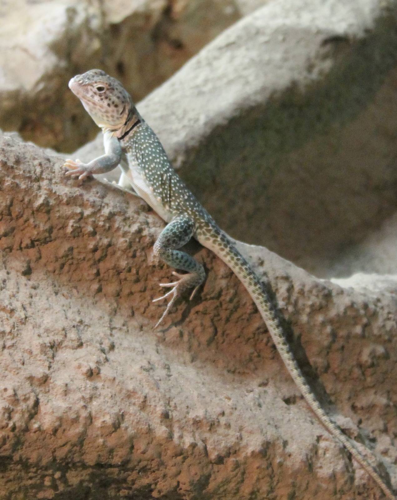 Collared lizard