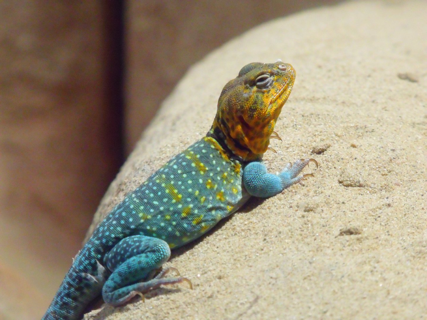 Collared lizard