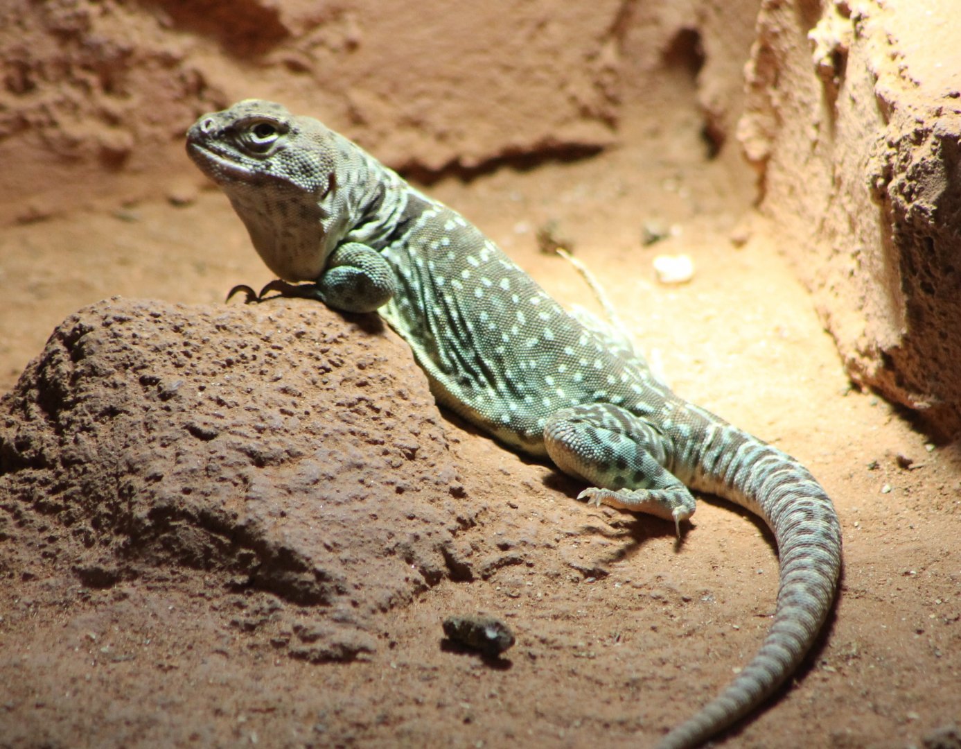 Collared lizard