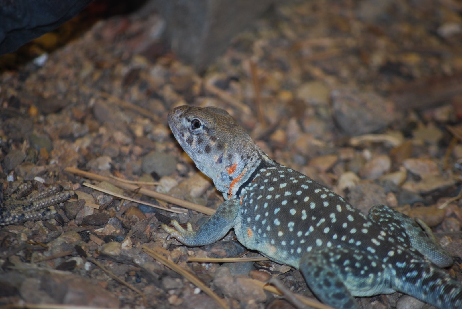 Collared Lizard