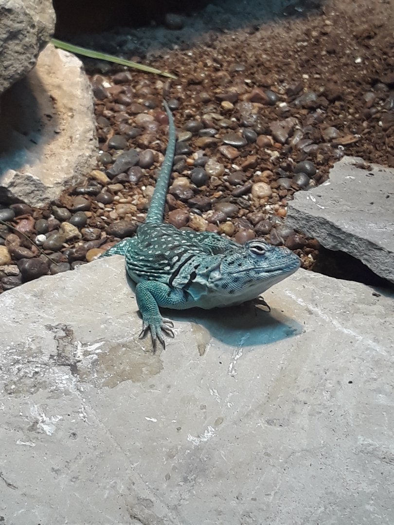 Collared Lizard