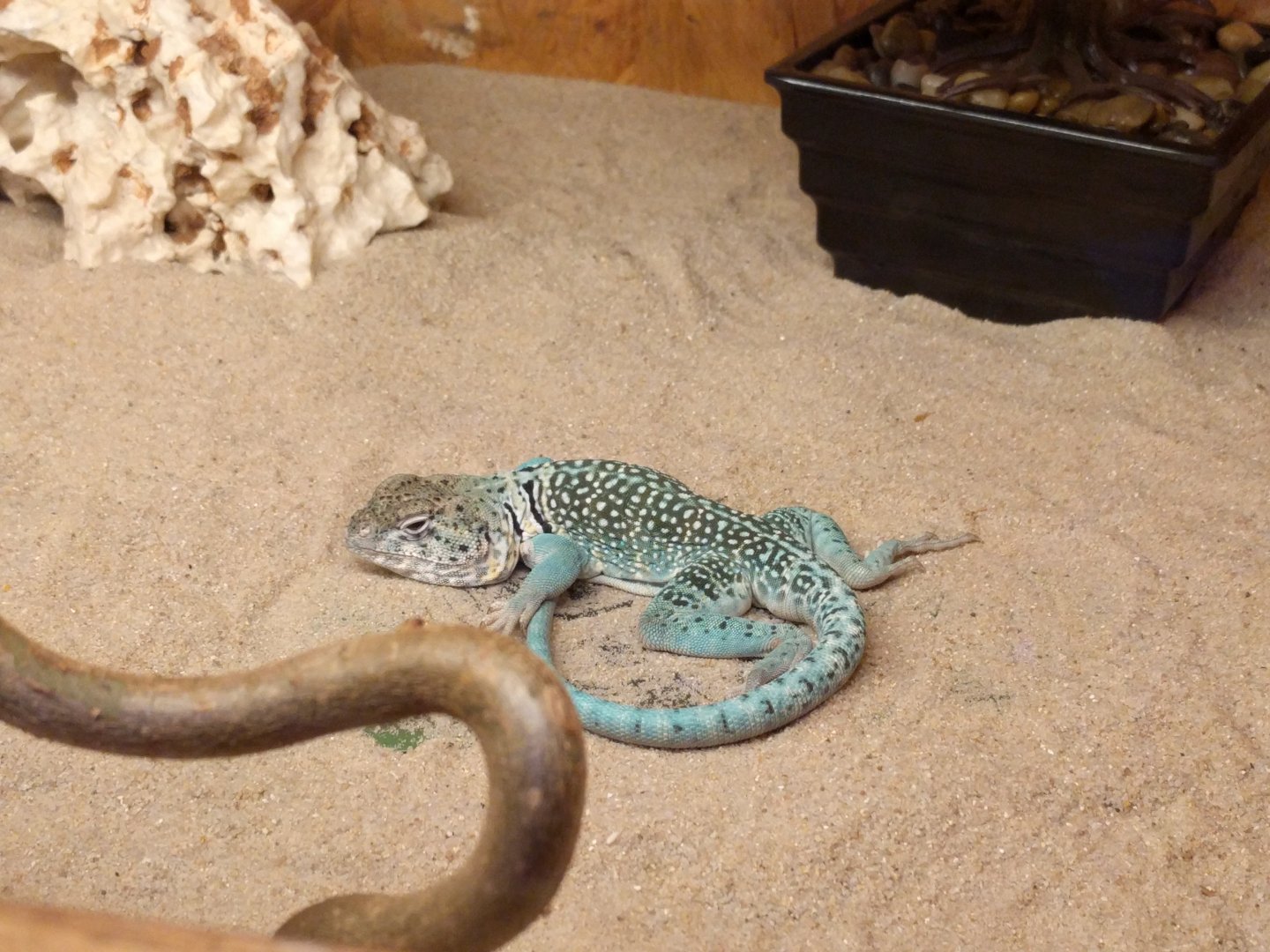 Collared lizard