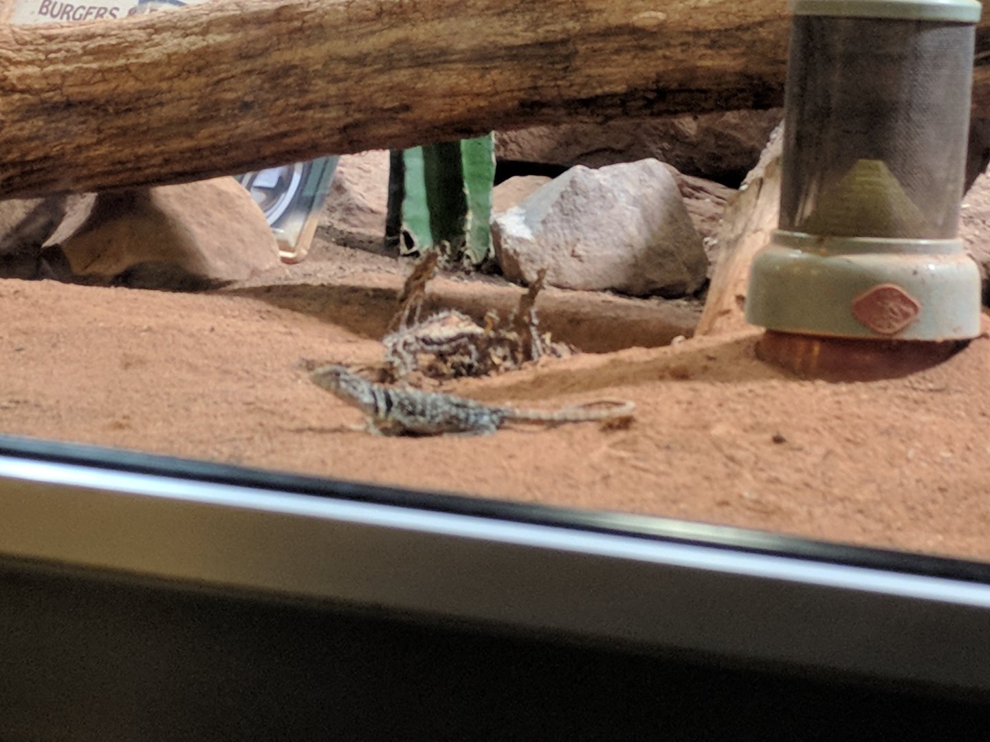 Collared Lizard