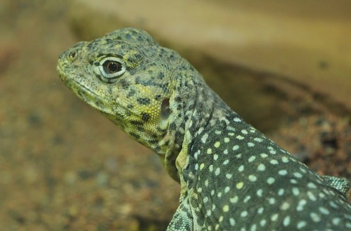 Collared lizard