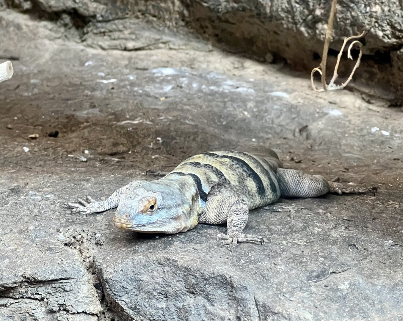 Collared Lizard