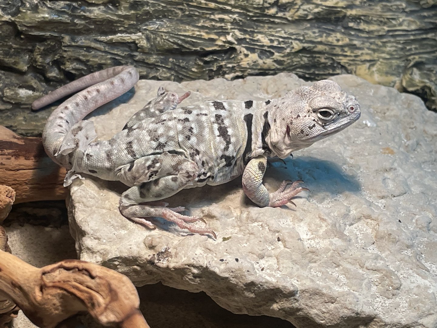 Collared Lizard