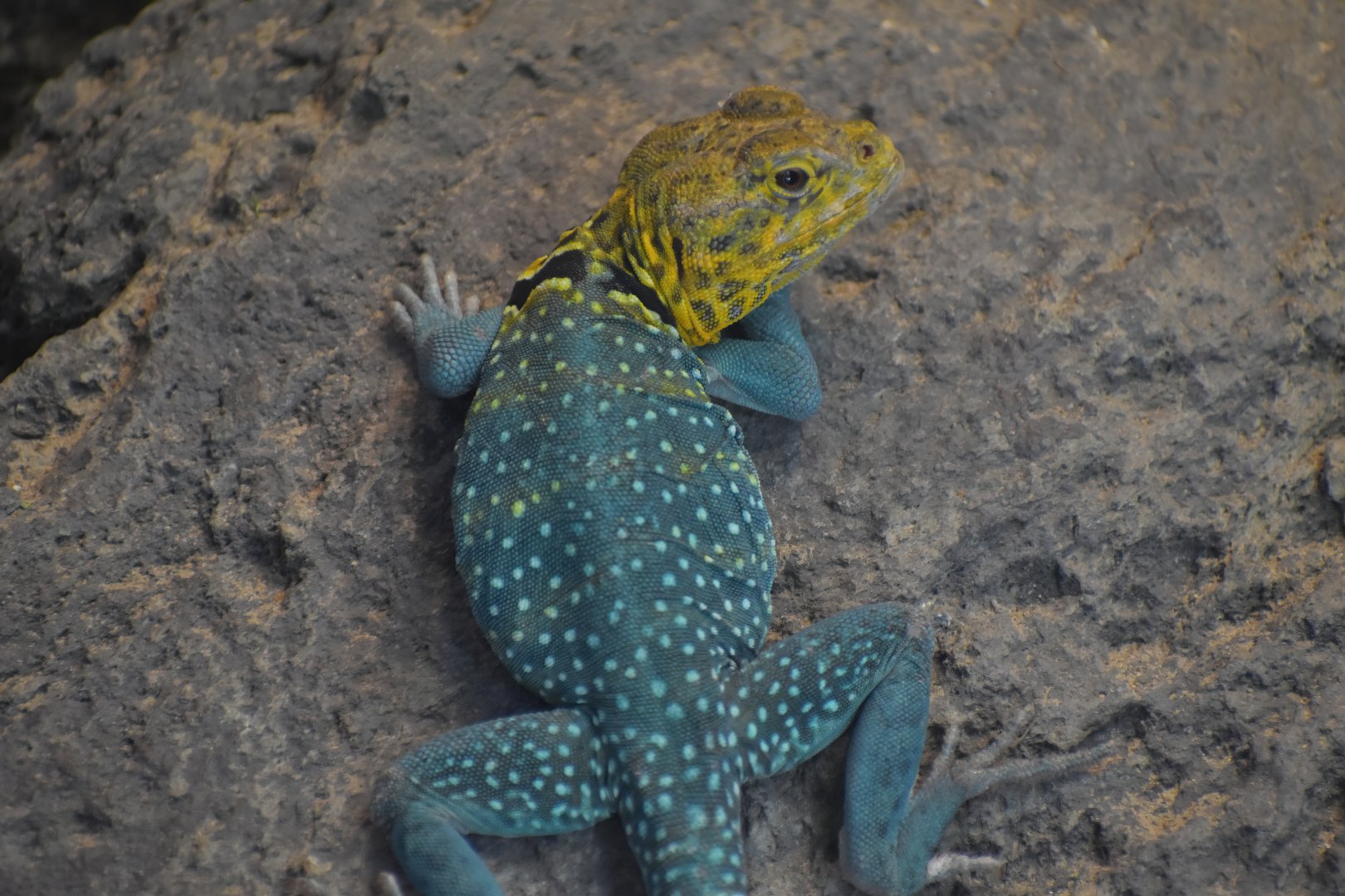 Collared Lizard