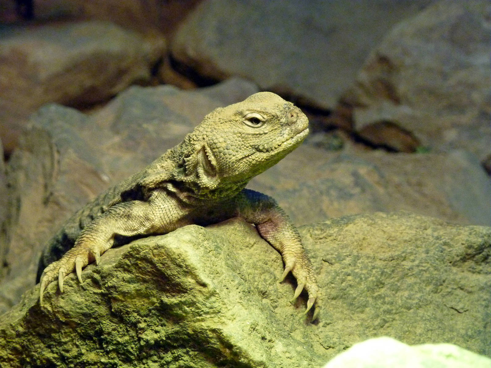 Collared lizard