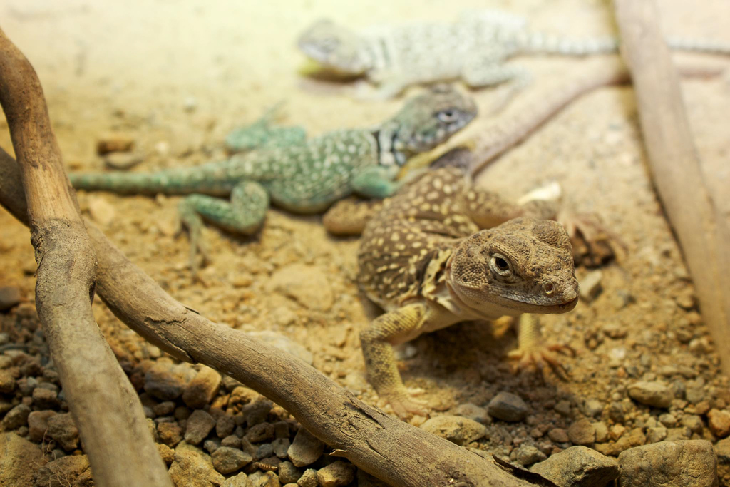 Collared lizards - Crotaphytus collaris