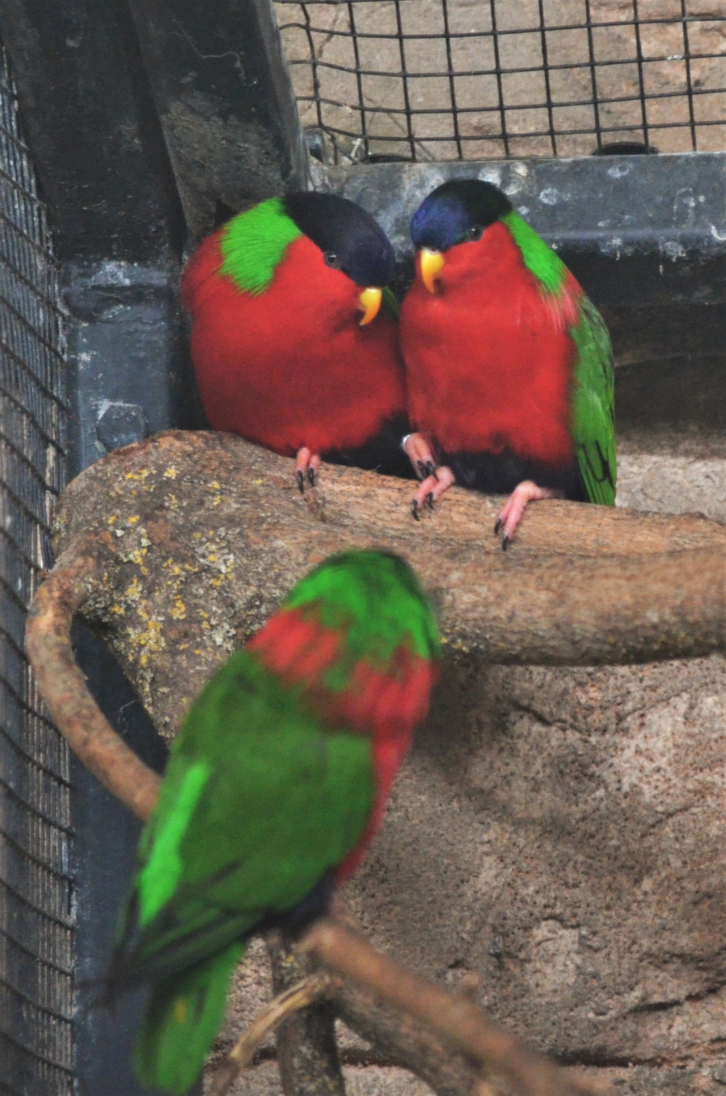 Collared Lories at Beauval, 12/06/18