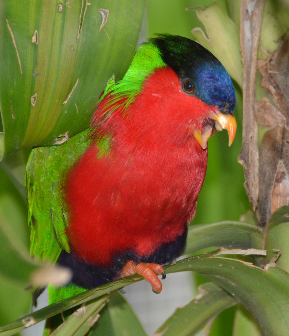 Collared lory.   Fiji