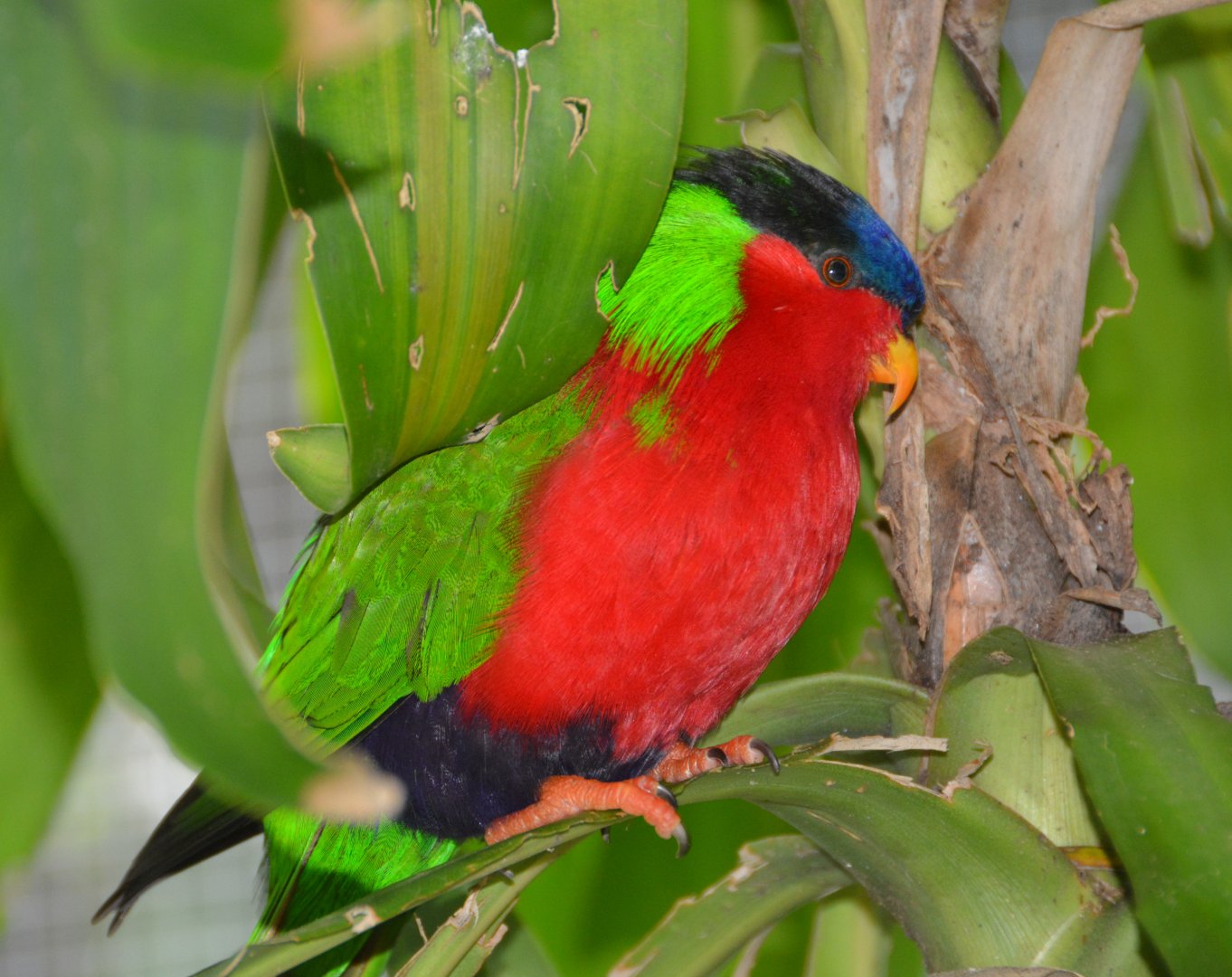 Collared Lory.    Fiji