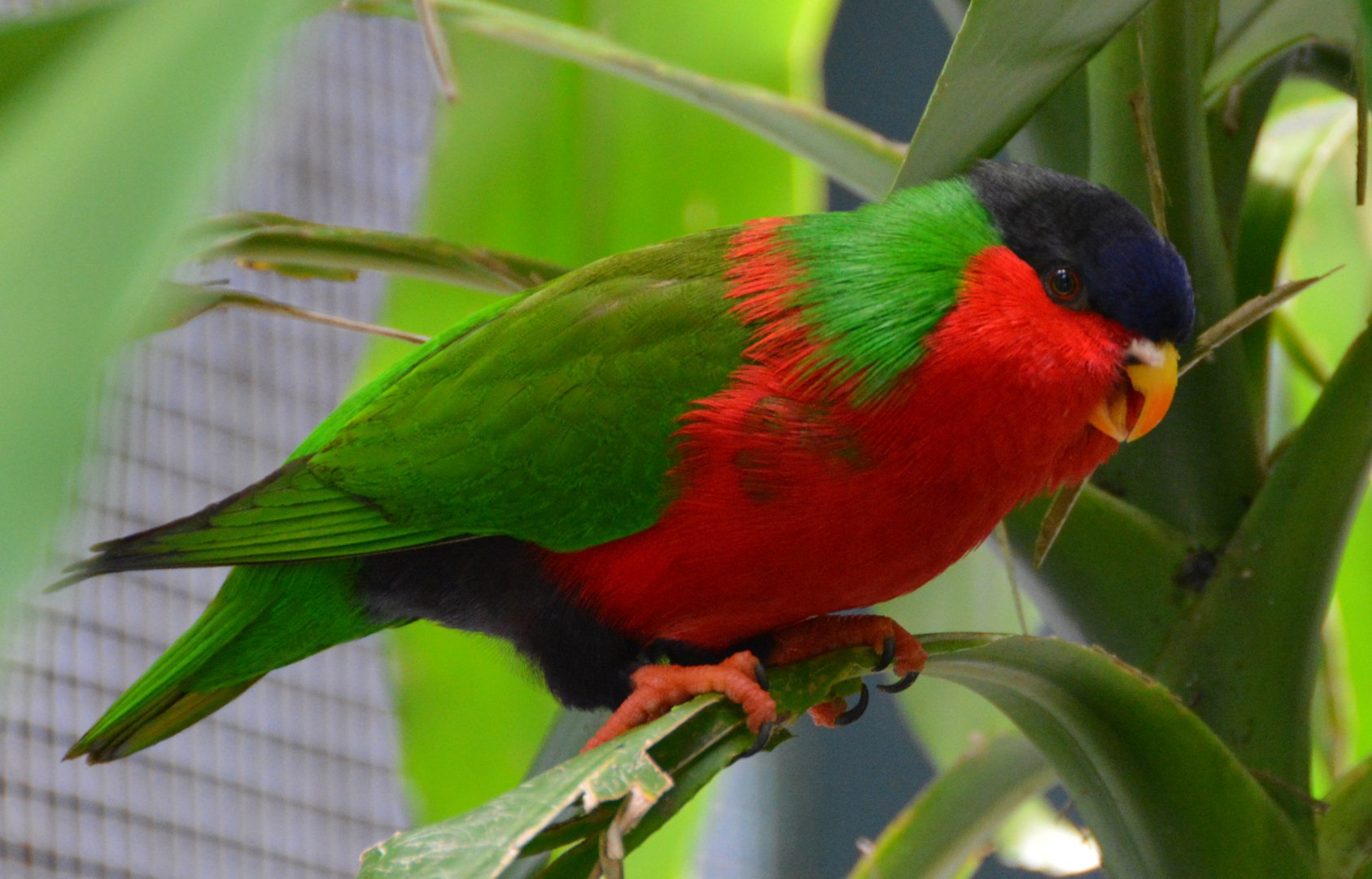 Collared lory.   Fiji