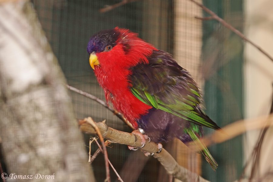 Collared Lory (Phigys solitarius)