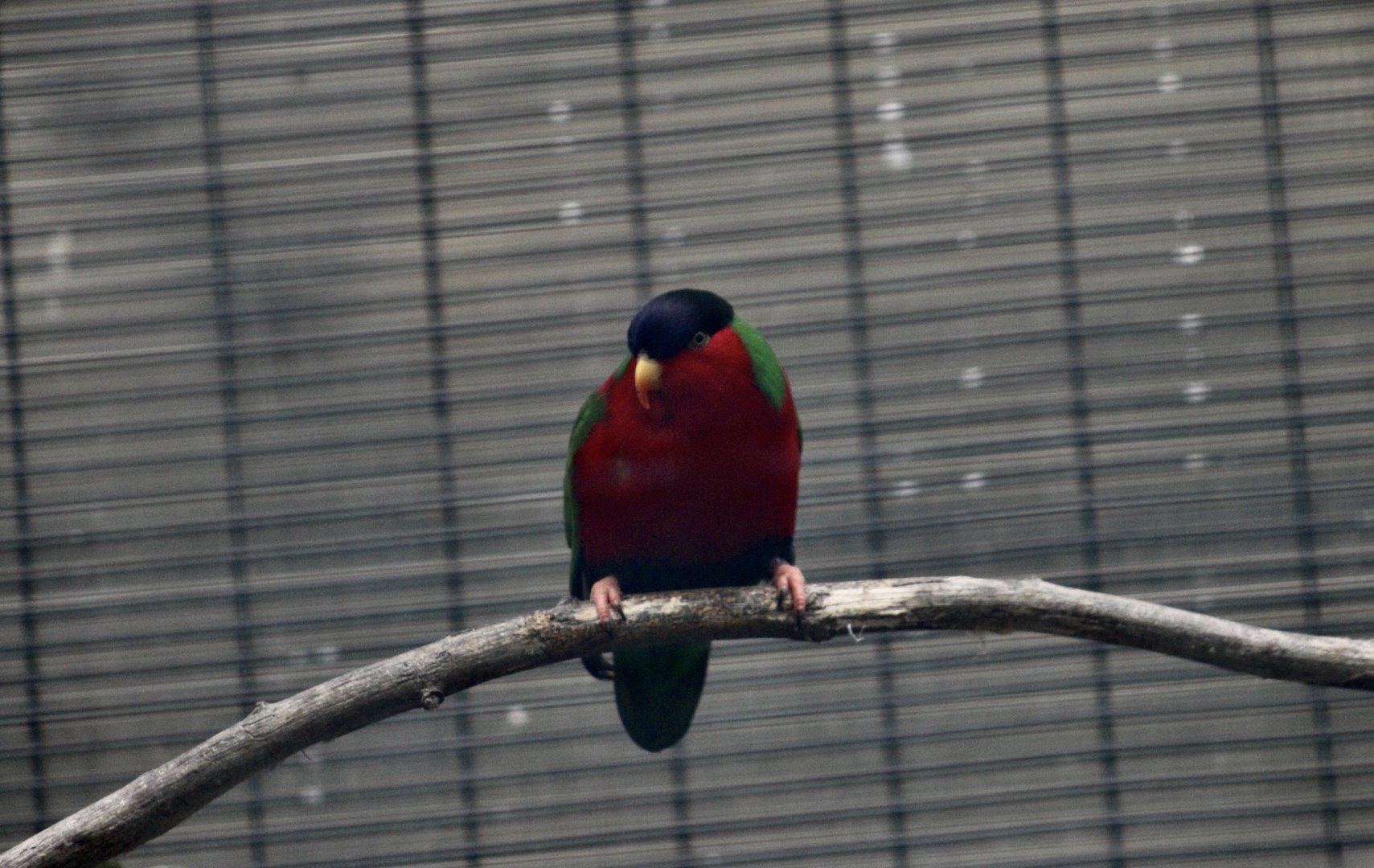 Collared Lory (Phygis solitarius)