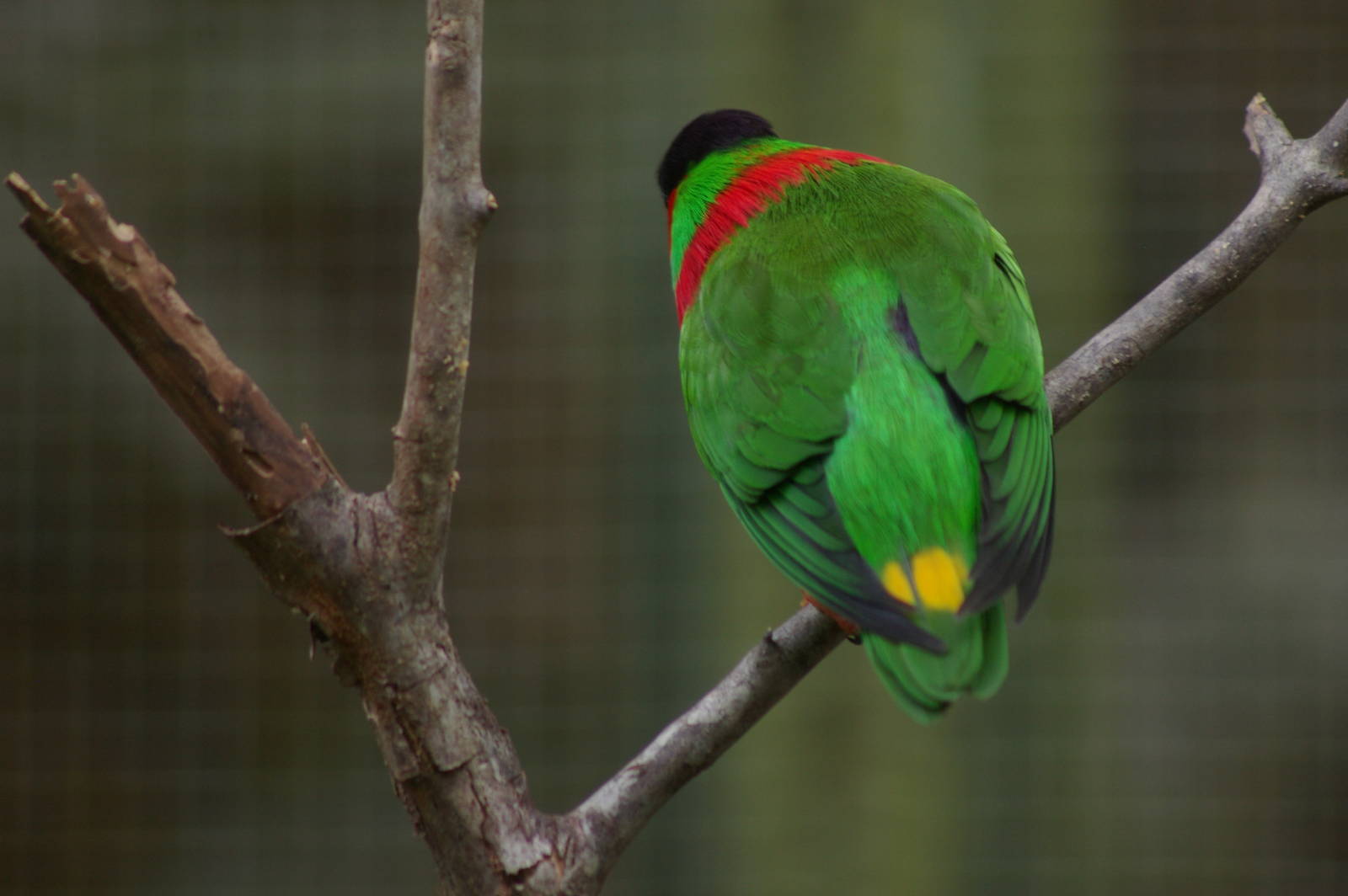 collared lory (Vini [Phygis] solitarius) from behind