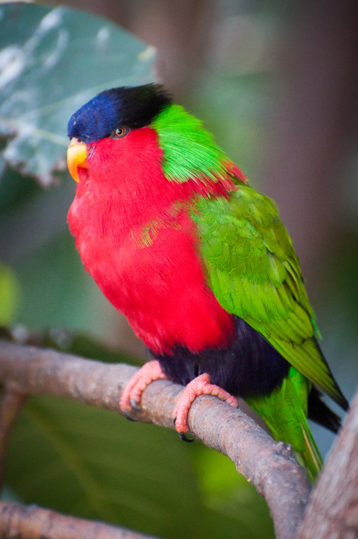 Collared lory (Vini solitaria)