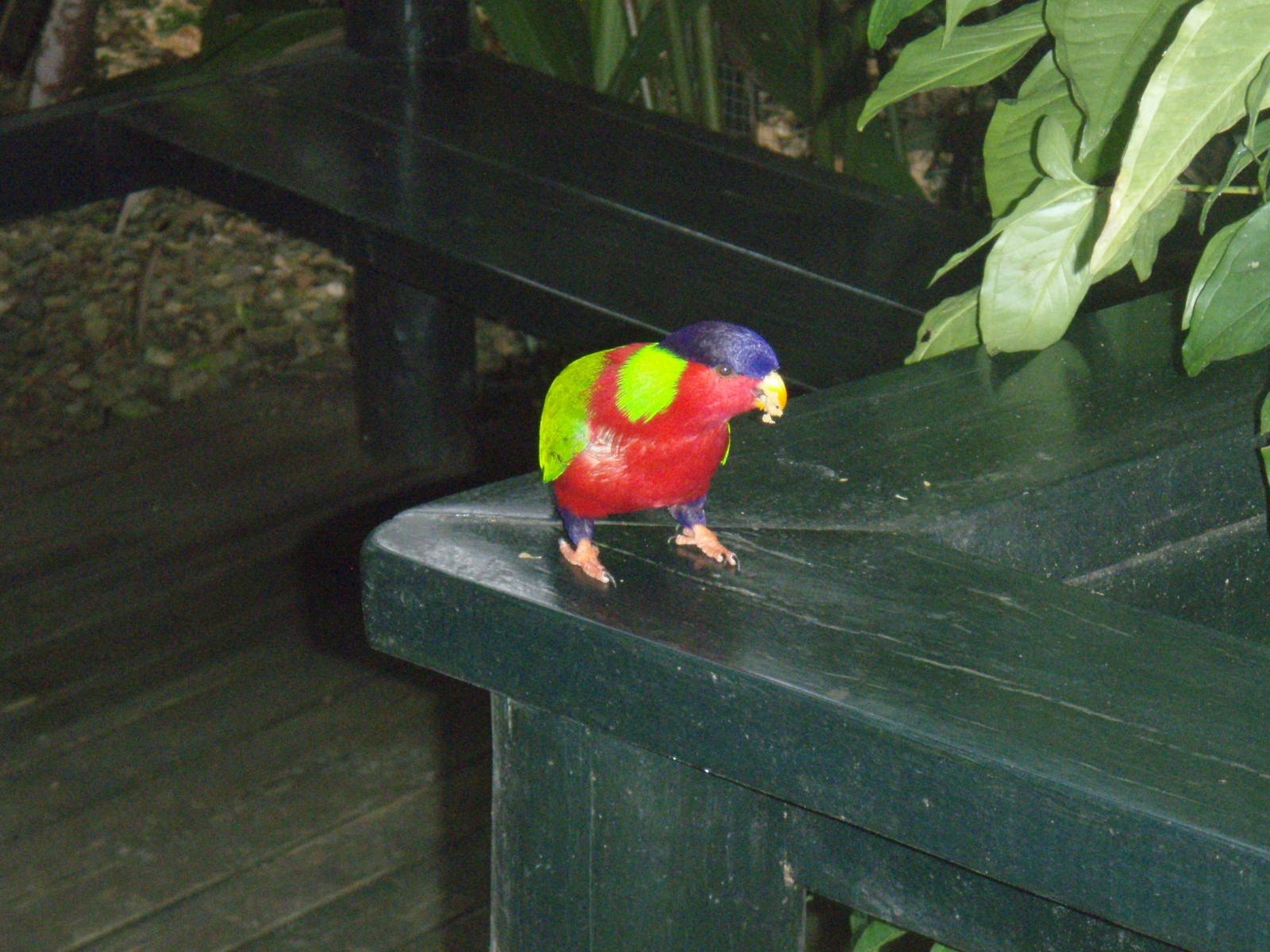 collared lory (Vini solitarius)