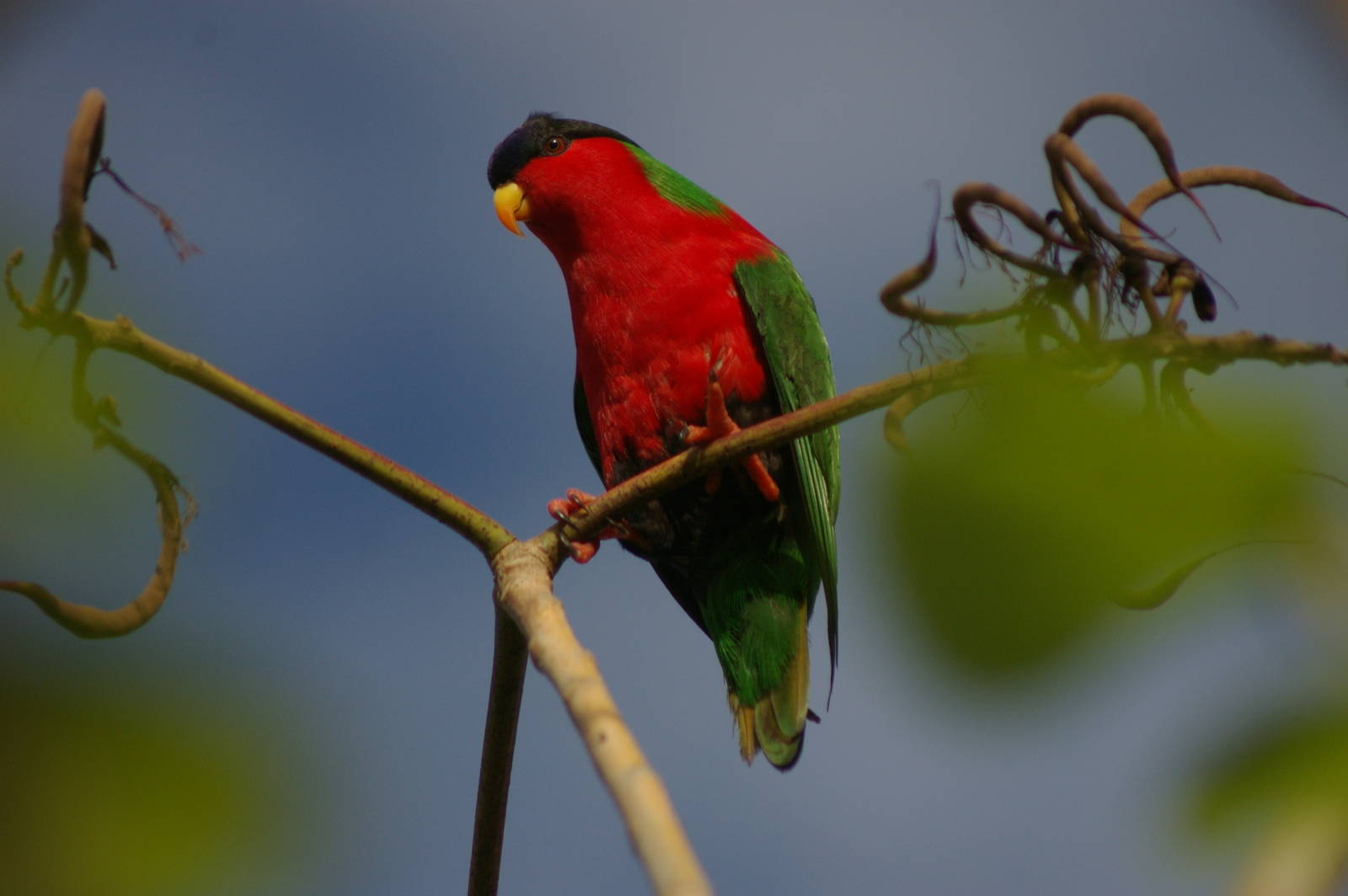 collared lory (Vini solitarius)