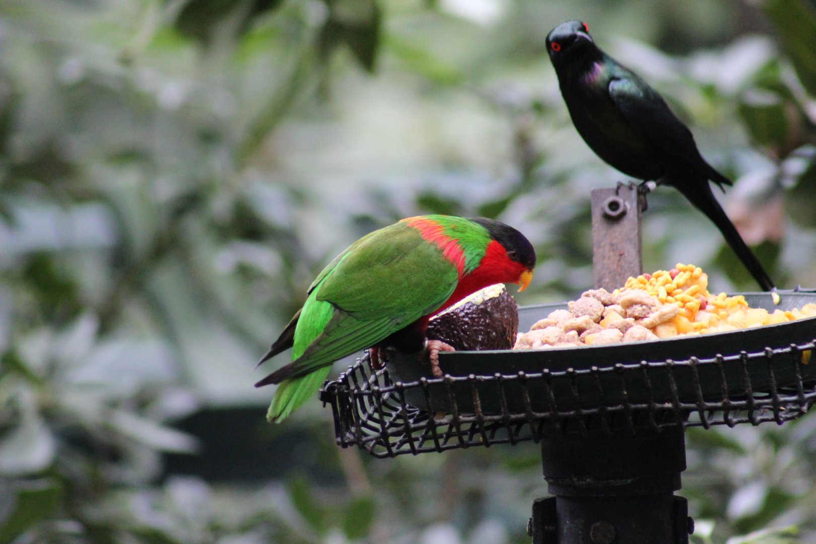 Collared Lory