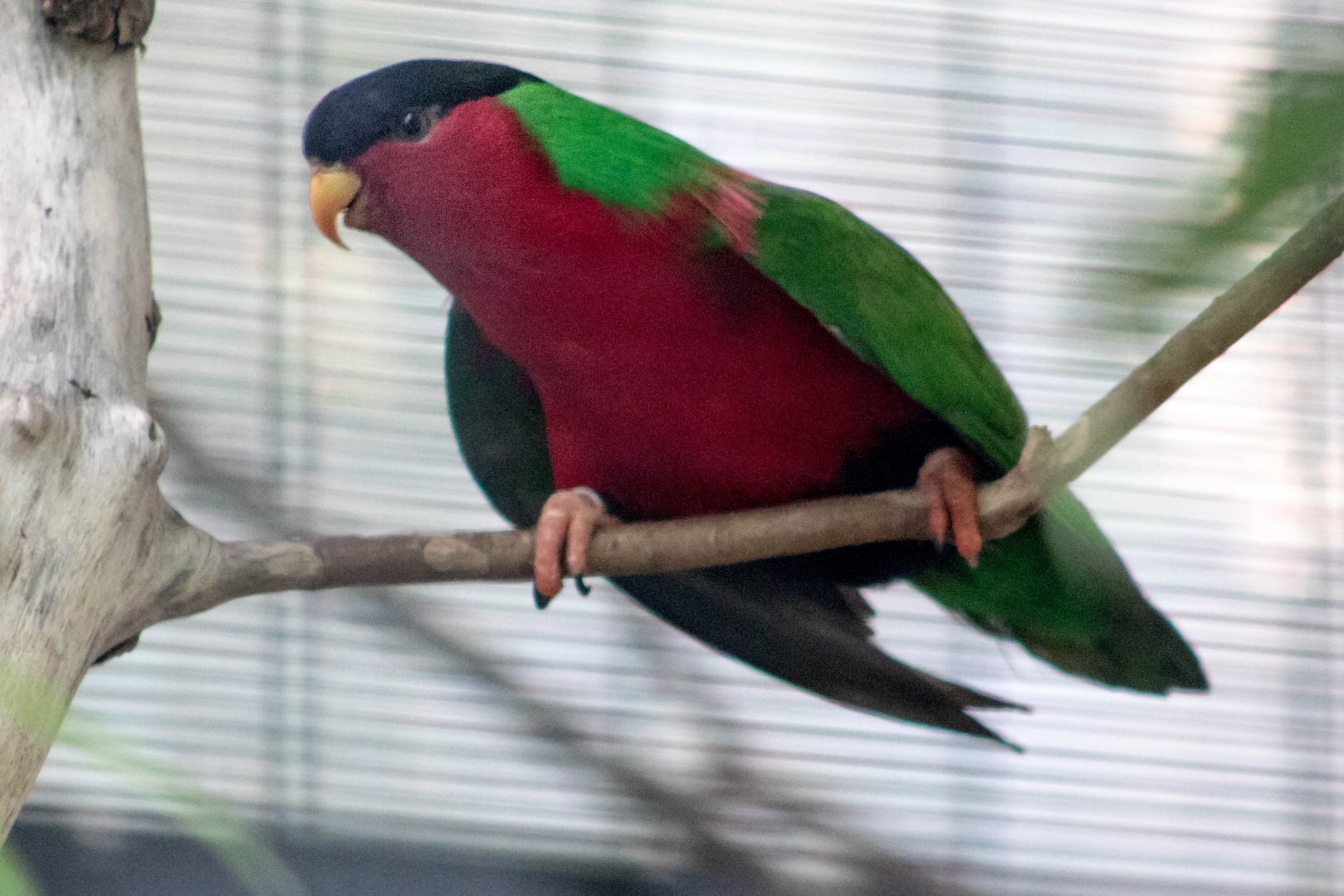 Collared lory