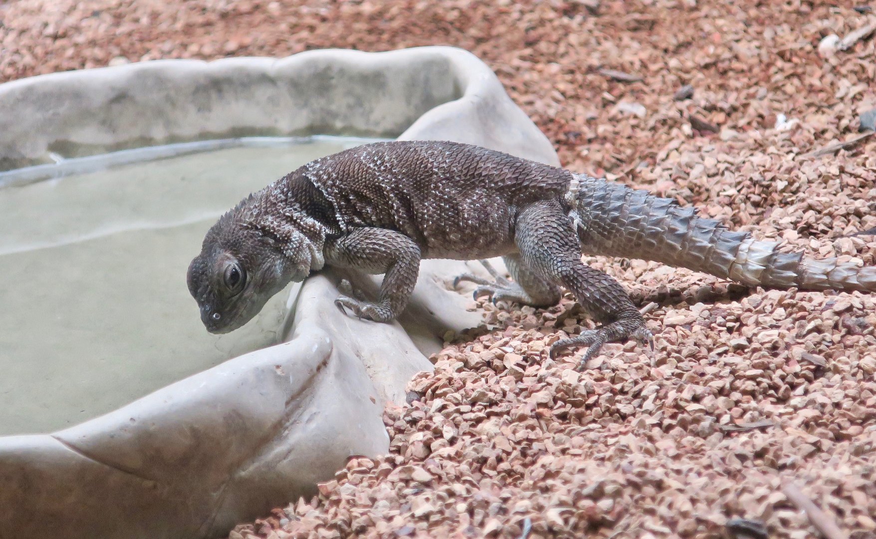 Collared Malagasy Swift (Oplurus cuvieri)