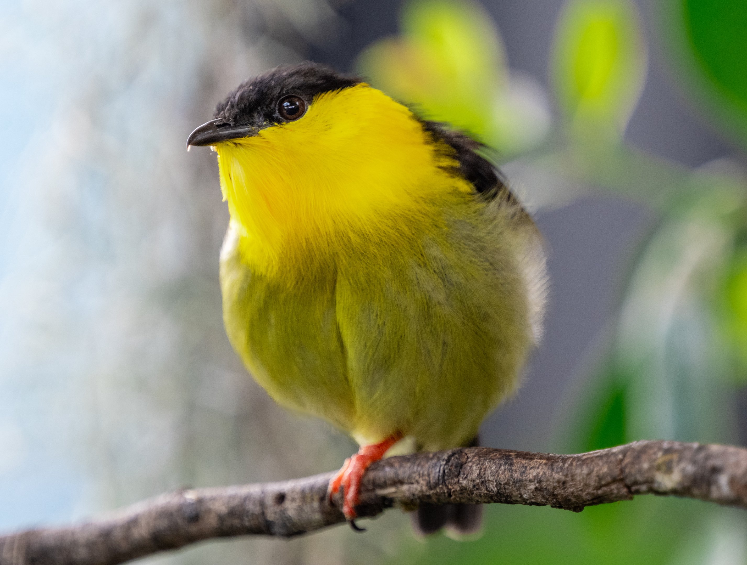 Collared Manakin