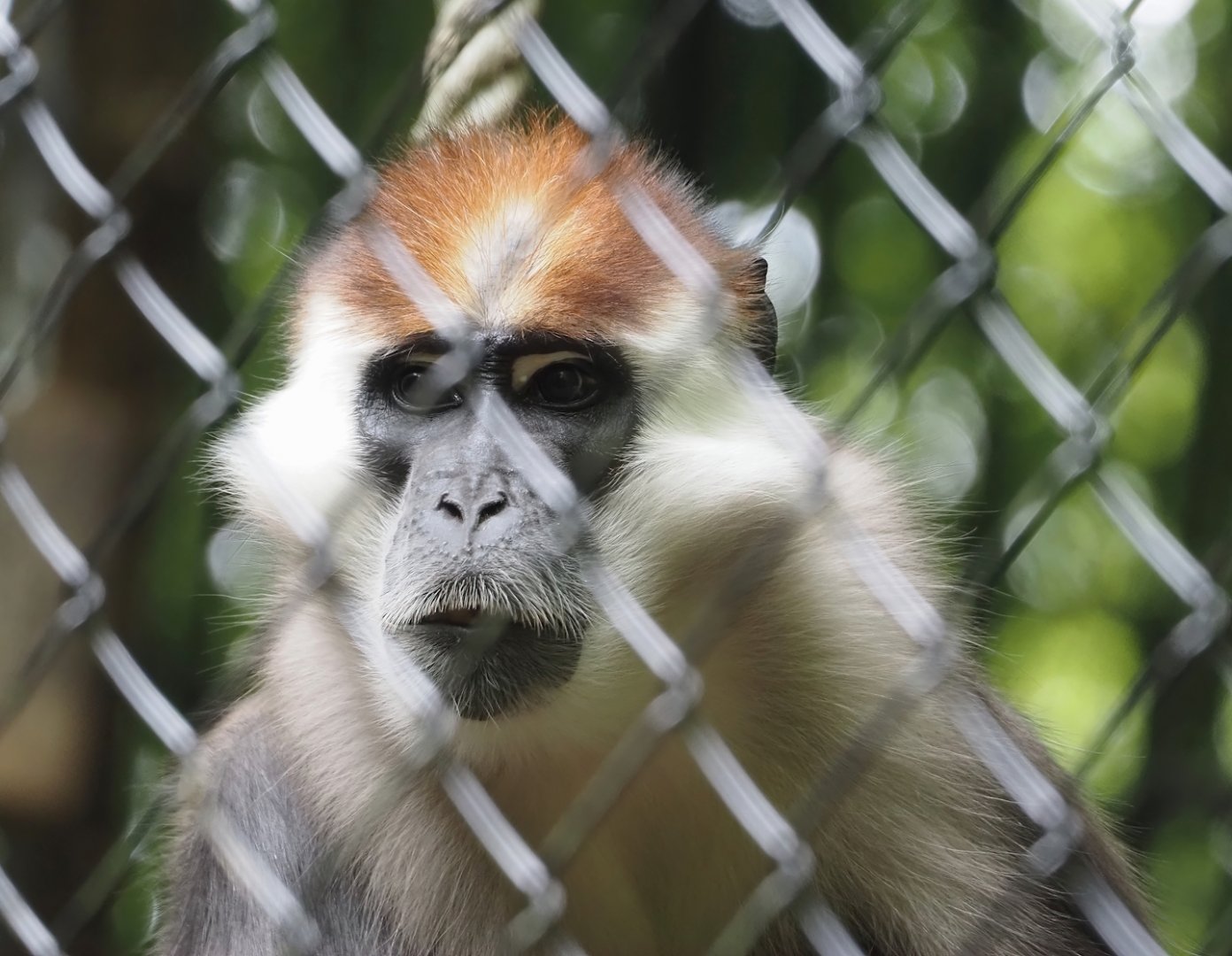 Collared Mangabey (Cercocebus torquatus), 2024-08-18