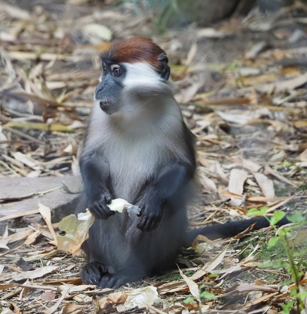 Collared Mangabey (Cercocebus torquatus), 2024-08-18