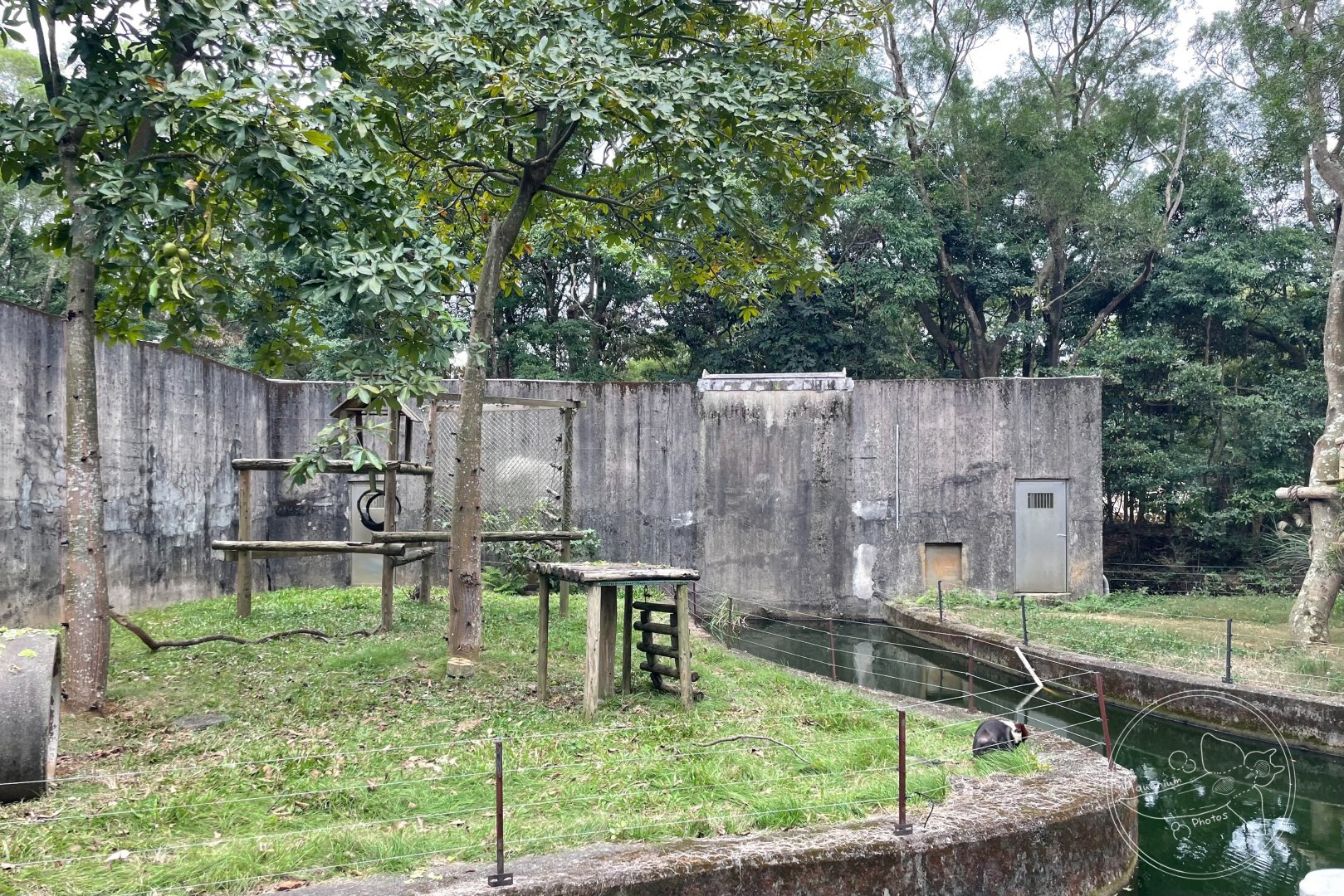 Collared Mangabey (Cercocebus torquatus) Enclosure