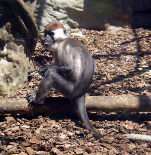 Collared Mangabey (Cercocebus torquatus)