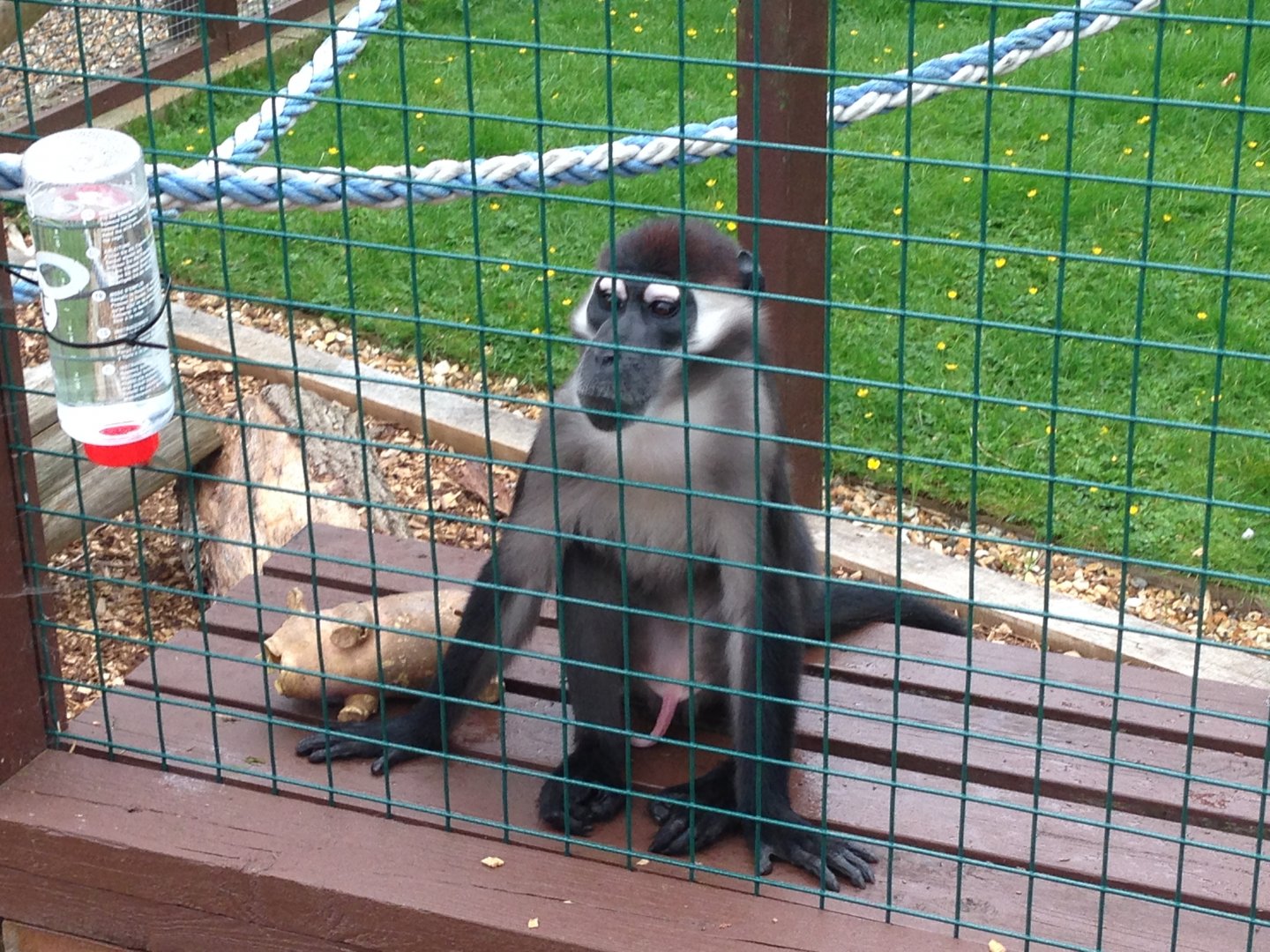 Collared Mangabey - (Cercocebus Torquatus)