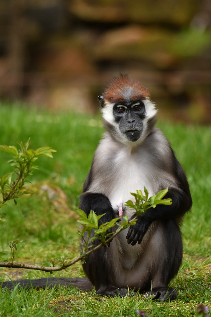 Collared mangabey (Cercocebus torquatus)