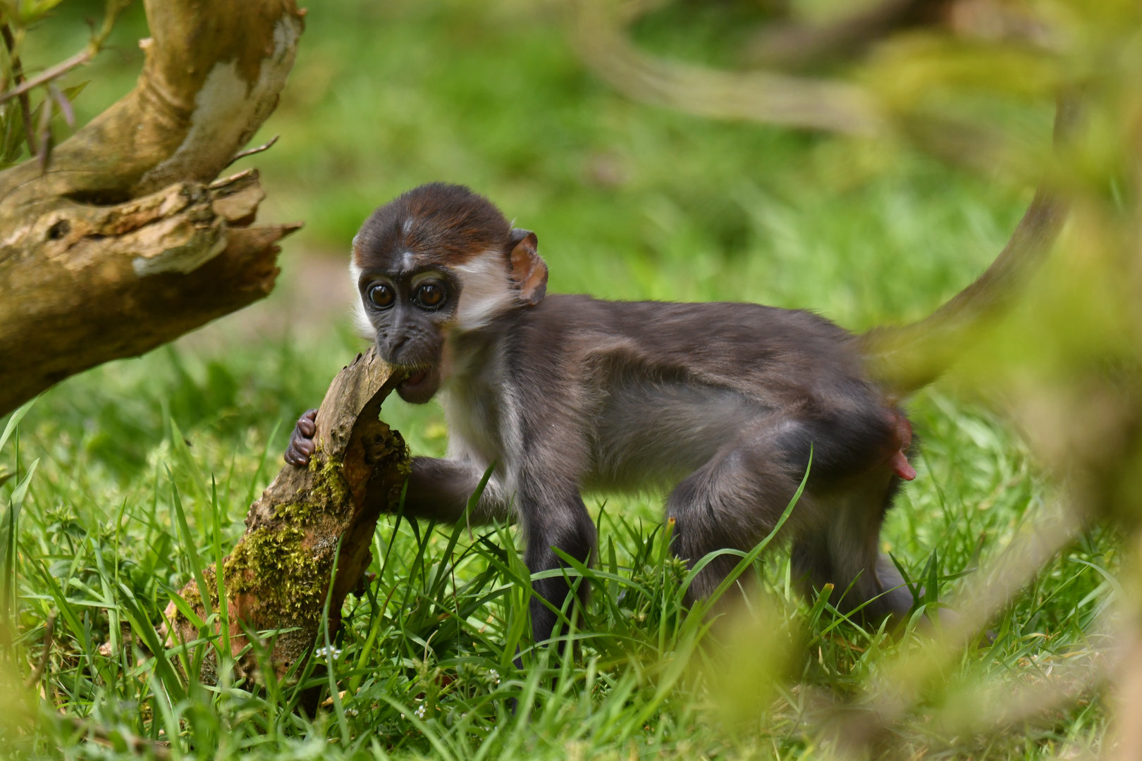 Collared mangabey (Cercocebus torquatus)